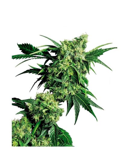 Produkt_Sensi Seeds Mr. Nice G13 X Hash Plant__Cannadusa_Marktplatz_Kaufen