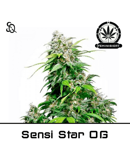 Produkt_Sensi Star OG__Cannadusa_Marktplatz_Kaufen