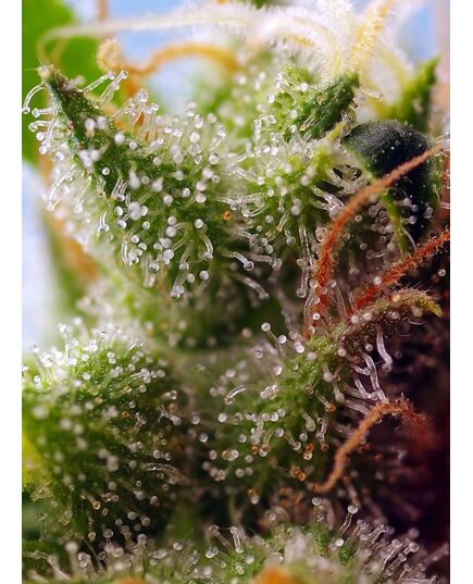 Product_Auto Skywalker OG Runtz XL – Sweet Seeds, 3 image_Cannadusa_Marketplace_Buy