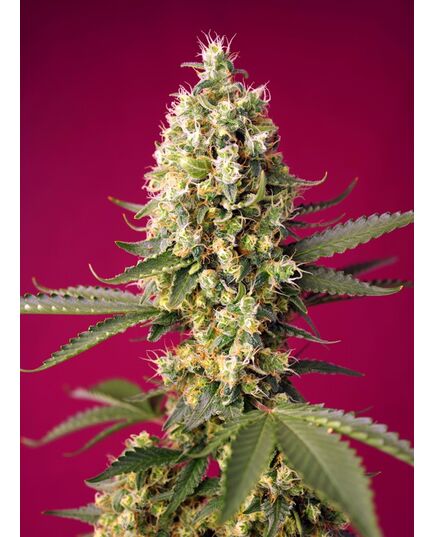 Product_Auto Skywalker OG Runtz XL – Sweet Seeds, 2 image_Cannadusa_Marketplace_Buy