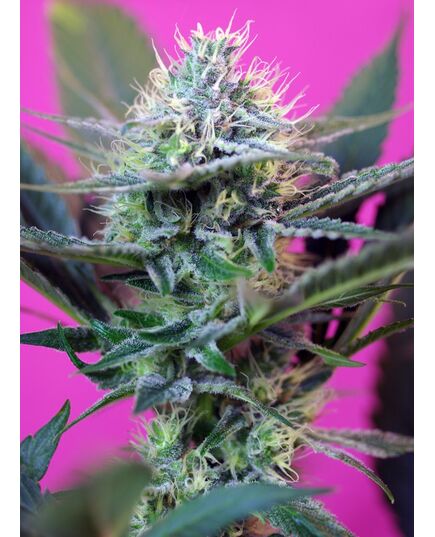 Product_'+Speed Auto – Sweet Seeds, 2 image_Cannadusa_Marketplace_Buy