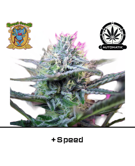 Product_'+Speed Auto – Sweet Seeds_Cannadusa_Marketplace_Buy