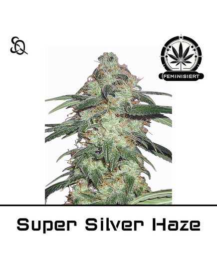 Product_Super Silver Haze_Cannadusa_Marketplace_Buy