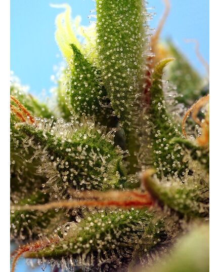 Product_Auto Strawberry Banana Gelato XL – Sweet Seeds, 3 image_Cannadusa_Marketplace_Buy