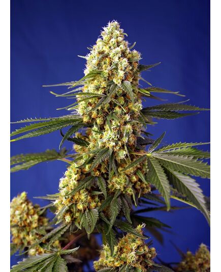 Product_Auto Strawberry Banana Gelato XL – Sweet Seeds, 2 image_Cannadusa_Marketplace_Buy