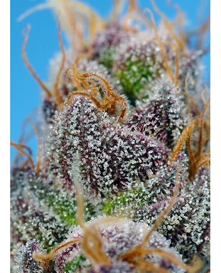 Product_Strawberry Cola Sherbet F1 Fast - Sweet Seeds, 3 image_Cannadusa_Marketplace_Buy