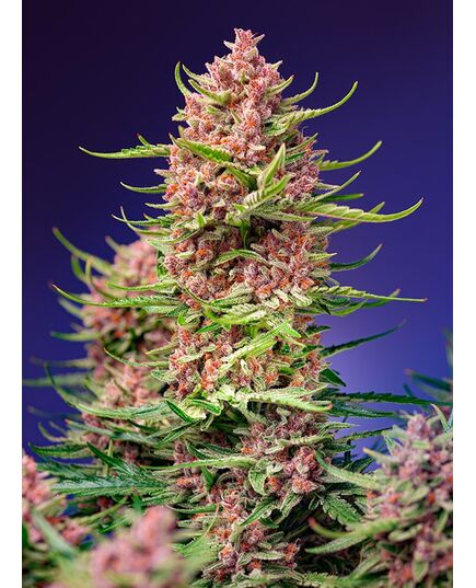 Product_Strawberry Cola Sherbet F1 Fast - Sweet Seeds, 2 image_Cannadusa_Marketplace_Buy