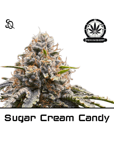 Produkt_Sugar Cream Candy__Cannadusa_Marktplatz_Kaufen