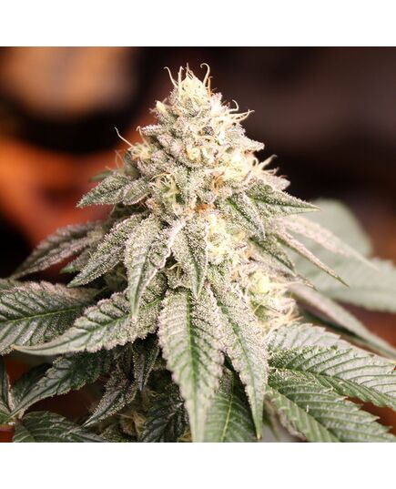 Produkt_Sunset Bride - Humboldt Seeds_, 2 image_Cannadusa_Marktplatz_Kaufen