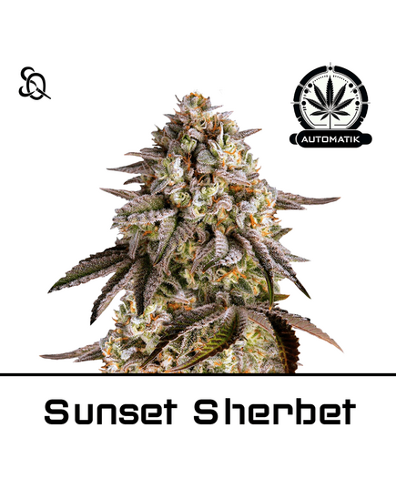 Product_Automatik Sunset Sherbet_Cannadusa_Marketplace_Buy