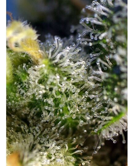 Product_Sweet Amnesia Haze – Sweet Seeds, 3 image_Cannadusa_Marketplace_Buy