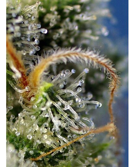 Product_Sweet Amnesia Haze – Sweet Seeds, 4 image_Cannadusa_Marketplace_Buy