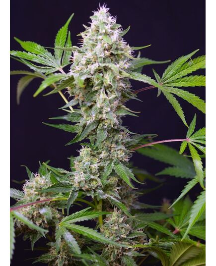 Produkt_Sweet Amnesia Haze XL Auto - Sweet Seeds_, 3 image_Cannadusa_Marktplatz_Kaufen