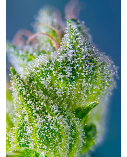 Produkt_Sweet Amnesia Haze XL Auto - Sweet Seeds_, 4 image_Cannadusa_Marktplatz_Kaufen