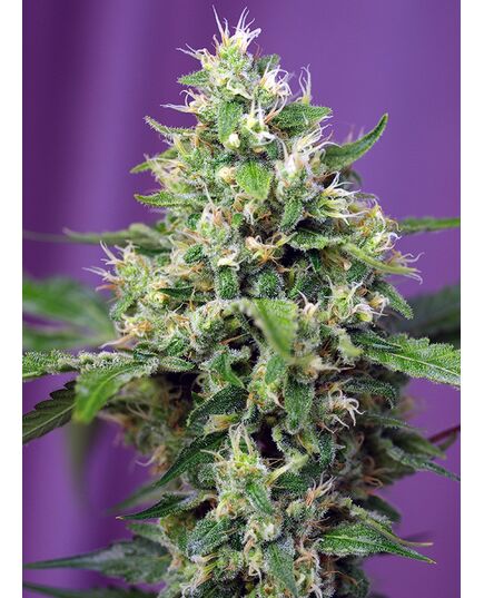 Produkt_Sweet Amnesia Haze XL Auto - Sweet Seeds_, 2 image_Cannadusa_Marktplatz_Kaufen