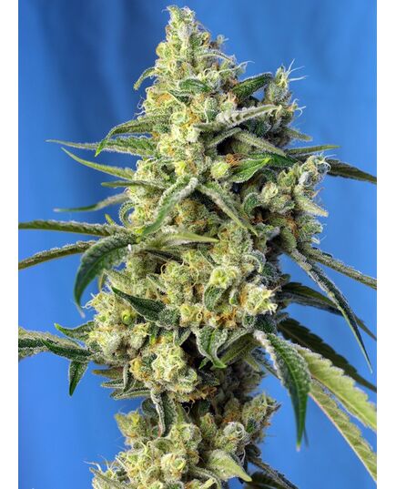 Product_Sweet Amnesia Haze – Sweet Seeds, 2 image_Cannadusa_Marketplace_Buy