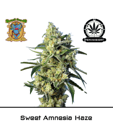 Produkt_Sweet Amnesia Haze – Sweet Seeds__Cannadusa_Marktplatz_Kaufen