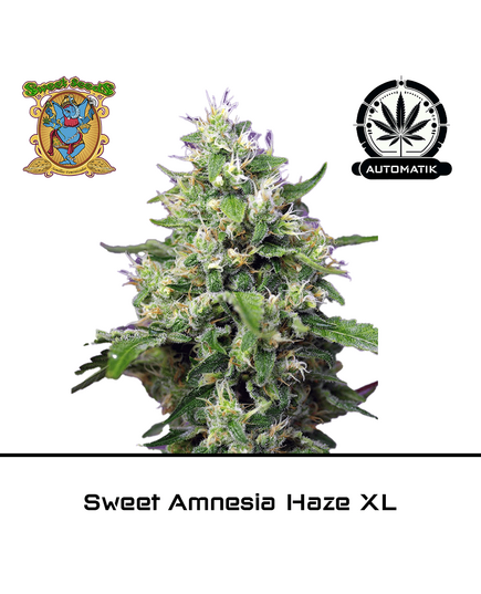 Product_Sweet Amnesia Haze XL Auto - Sweet Seeds_Cannadusa_Marketplace_Buy