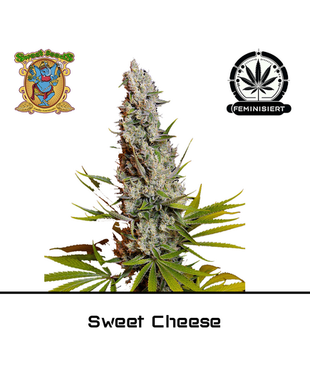 Produkt_Sweet Cheese – Sweet Seeds__Cannadusa_Marktplatz_Kaufen