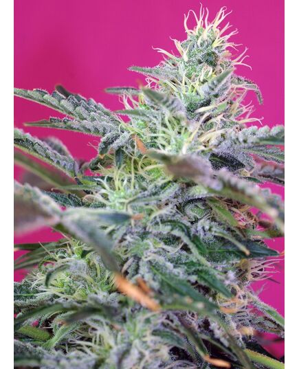 Product_Auto Sweet Cheese – Sweet Seeds, 2 image_Cannadusa_Marketplace_Buy