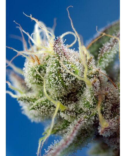 Product_Auto Sweet Cheese XL – Sweet Seeds, 3 image_Cannadusa_Marketplace_Buy