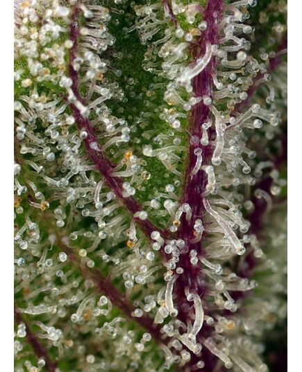 Product_Auto Sweet Cheese XL – Sweet Seeds, 4 image_Cannadusa_Marketplace_Buy