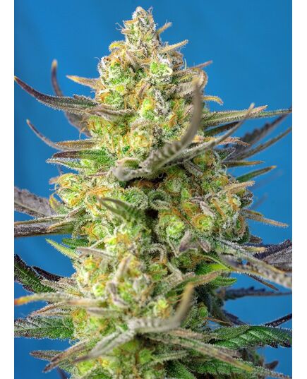 Product_Auto Sweet Cheese XL – Sweet Seeds, 2 image_Cannadusa_Marketplace_Buy