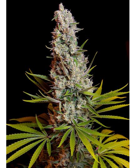 Product_Sweet Cheese – Sweet Seeds, 2 image_Cannadusa_Marketplace_Buy