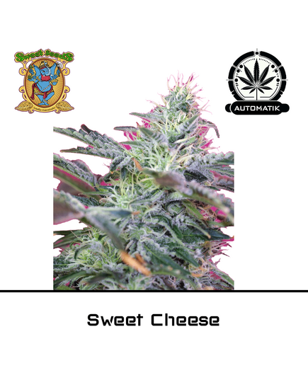 Product_Auto Sweet Cheese – Sweet Seeds_Cannadusa_Marketplace_Buy