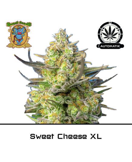 Produkt_Auto Sweet Cheese XL – Sweet Seeds__Cannadusa_Marktplatz_Kaufen