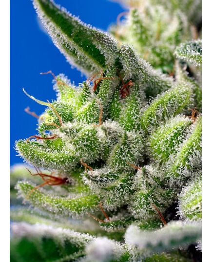 Produkt_Auto Sweet Gelato - Sweet Seeds_, 3 image_Cannadusa_Marktplatz_Kaufen