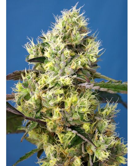 Produkt_Auto Sweet Gelato - Sweet Seeds_, 2 image_Cannadusa_Marktplatz_Kaufen