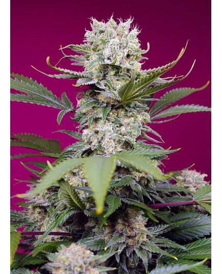 Product_Auto Sweet Mandarine Zkittlez XL - Sweet Seeds, 2 image_Cannadusa_Marketplace_Buy