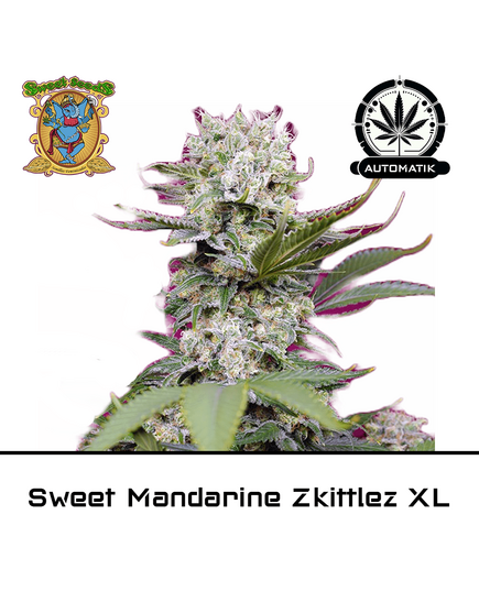 Produkt_Auto Sweet Mandarine Zkittlez XL - Sweet Seeds__Cannadusa_Marktplatz_Kaufen