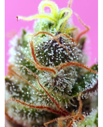 Product_Auto Sweet Mimosa XL – Sweet Seeds, 3 image_Cannadusa_Marketplace_Buy