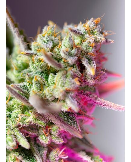 Product_Auto Sweet Mimosa XL – Sweet Seeds, 2 image_Cannadusa_Marketplace_Buy