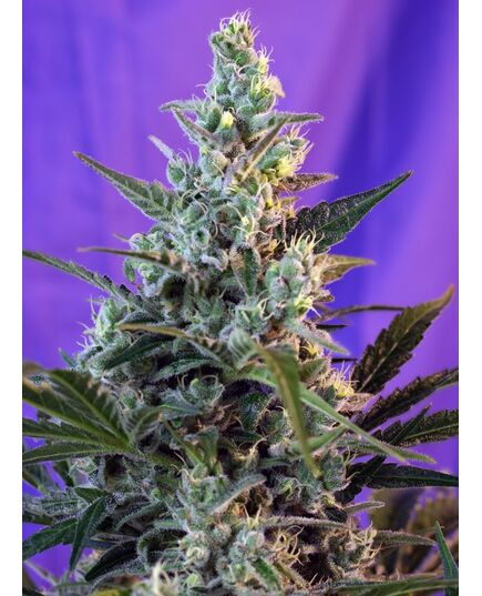 Produkt_Auto Sweet Skunk - Sweet Seeds_, 2 image_Cannadusa_Marktplatz_Kaufen