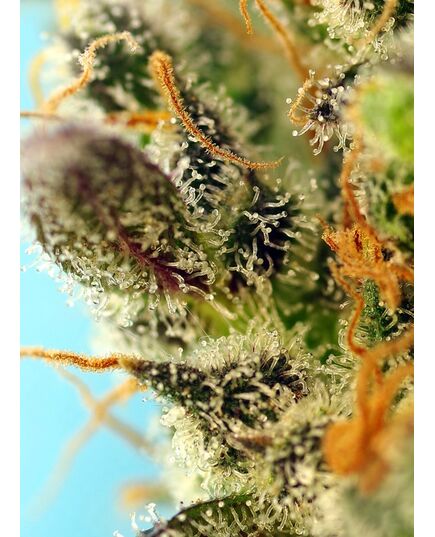 Product_Auto Black Jack – Sweet Seeds, 3 image_Cannadusa_Marketplace_Buy