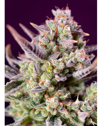 Produkt_Auto Sweet Zenzation XL - Sweet Seeds_, 2 image_Cannadusa_Marktplatz_Kaufen