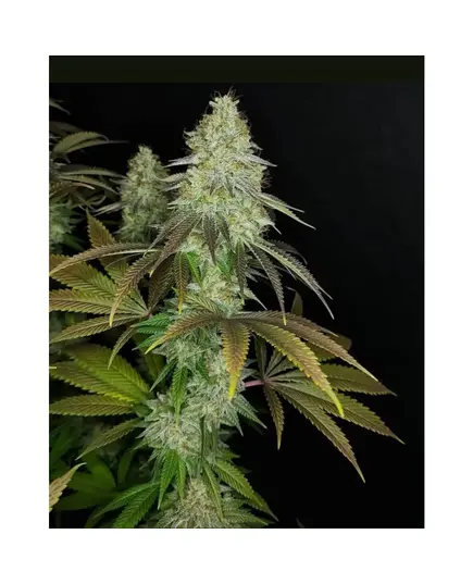 Produkt_The Cali Connection 818 Headband aka Sour OG__Cannadusa_Marktplatz_Kaufen