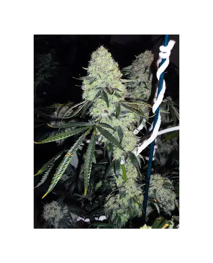 Produkt_The Cali Connection Deadhead OG__Cannadusa_Marktplatz_Kaufen