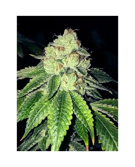 Produkt_The Cali Connection Lemon Tart__Cannadusa_Marktplatz_Kaufen