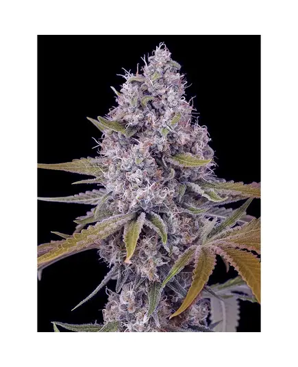 Produkt_The Cali Connection Tahoe OG Kush__Cannadusa_Marktplatz_Kaufen