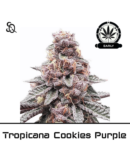 Product_Tropicanna Cookies Purple Early Version_Cannadusa_Marketplace_Buy