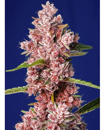 Product_Tropicanna Poison F1 Fast - Sweet Seeds, 2 image_Cannadusa_Marketplace_Buy