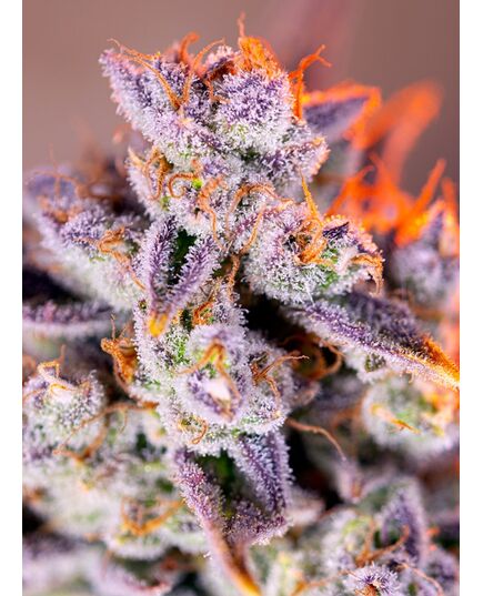 Product_Auto Tropicanna Poison XL – Sweet Seeds, 2 image_Cannadusa_Marketplace_Buy