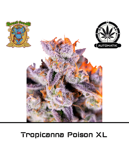 Product_Auto Tropicanna Poison XL – Sweet Seeds_Cannadusa_Marketplace_Buy