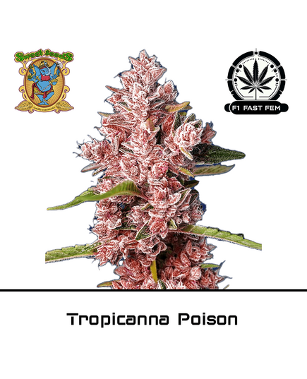 Produkt_Tropicanna Poison F1 Fast - Sweet Seeds__Cannadusa_Marktplatz_Kaufen