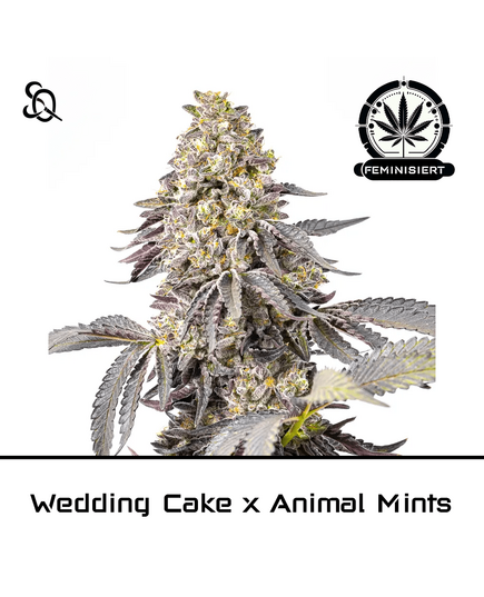 Produkt_Wedding Cake X Animal Mints__Cannadusa_Marktplatz_Kaufen