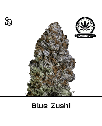 Produkt_Blue Zushi__Cannadusa_Marktplatz_Kaufen